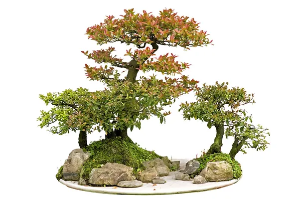 Čína bonsaje — Stock fotografie
