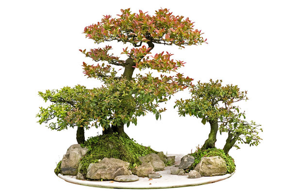 China bonsai