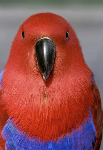 Красный попугай — стоковое фото