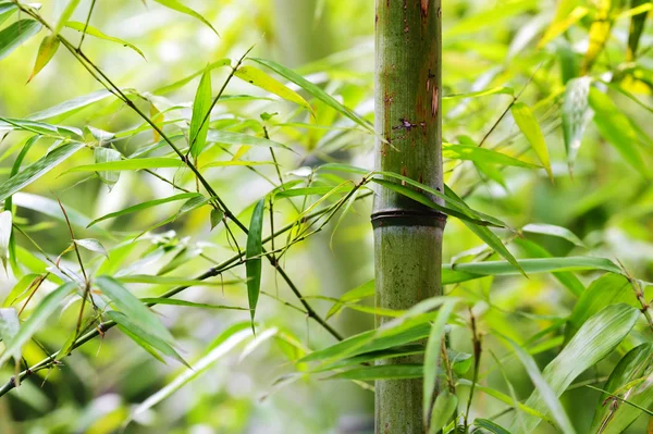 Green bamboo groves in a garden — Stock Photo, Image