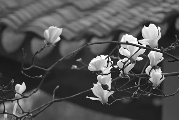 Una hermosa flor de magnolia blanca con olor fresco —  Fotos de Stock