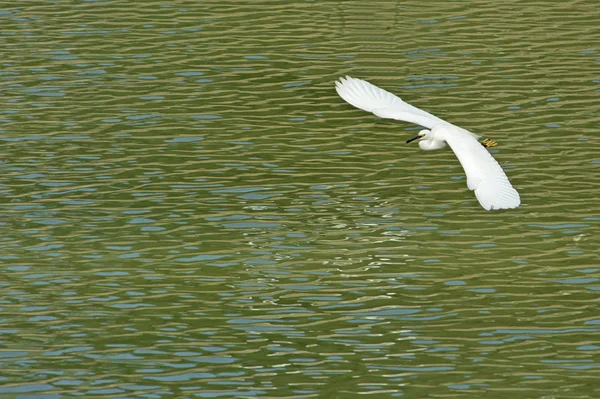 白い白鷺の飛行翼を拡張 — ストック写真
