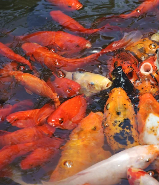 Schöne goldene Koi-Fische in den Fischteichen — Stockfoto