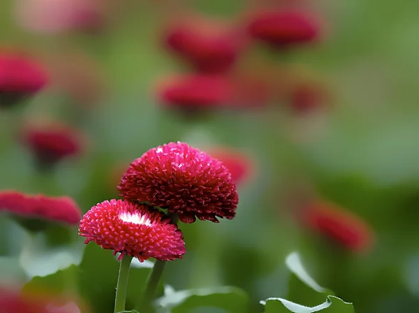 Красива червона рожева квітка — стокове фото