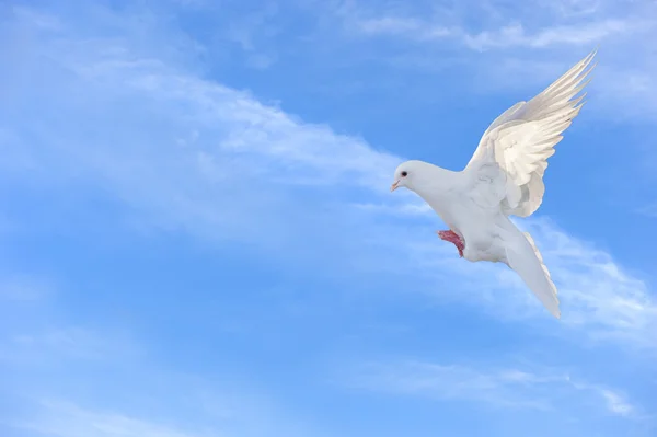 Witte duif in vrije vlucht onder de blauwe hemel — Stockfoto