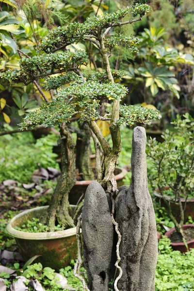 Chiny bonsai w ogrodzie w letni — Zdjęcie stockowe