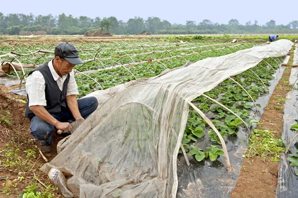 Farmář pracuje na mladé jahodová pole — Stock fotografie