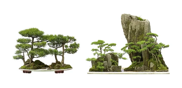 Čína bonsaje — Stock fotografie