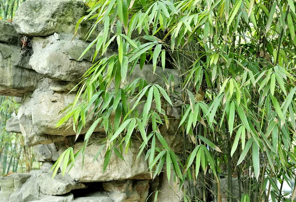 I boschetti di bambù e le pietre — Foto Stock