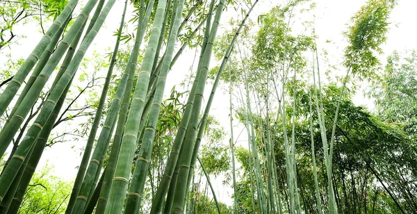 Slant bamboo groves — Stock Photo, Image