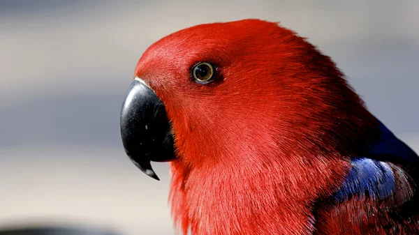 Closeup of red parrot — Stock Photo, Image
