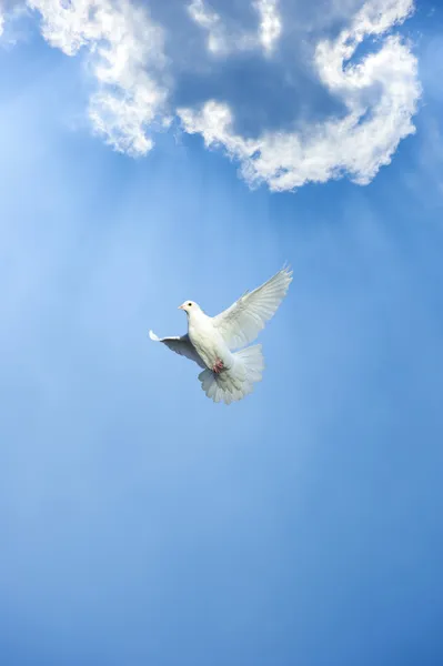 White dove in free flight under blue sky Stock Photo