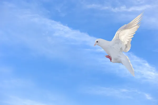 White dove in free flight under blue sky Stock Image
