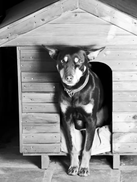 onun köpek kulübesi girişinde oturan köpek