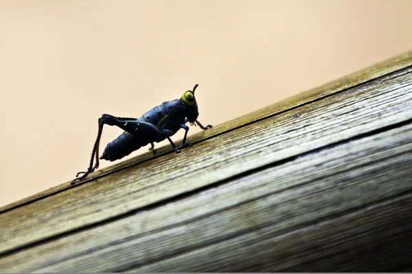 Hmyz: Grasshopper — Stock fotografie