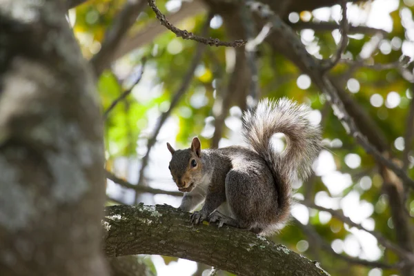 Stock image Squirrel eating nut