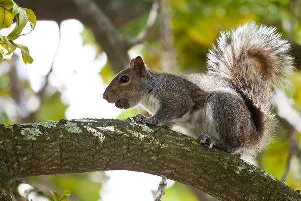 stock image Squirrel eating nut