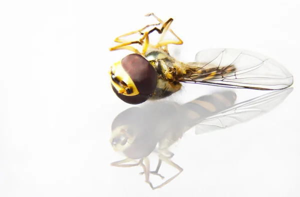 Martwa mucha — Zdjęcie stockowe