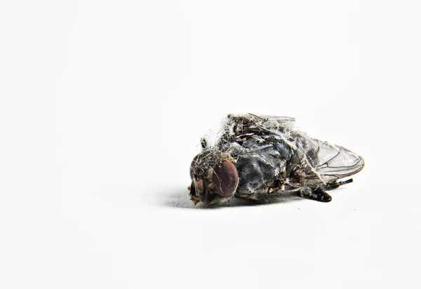 Martwa mucha: Przechwycone przez pająka — Zdjęcie stockowe