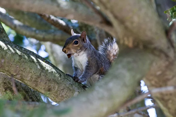 Écureuil mangeant des noix Photos De Stock Libres De Droits