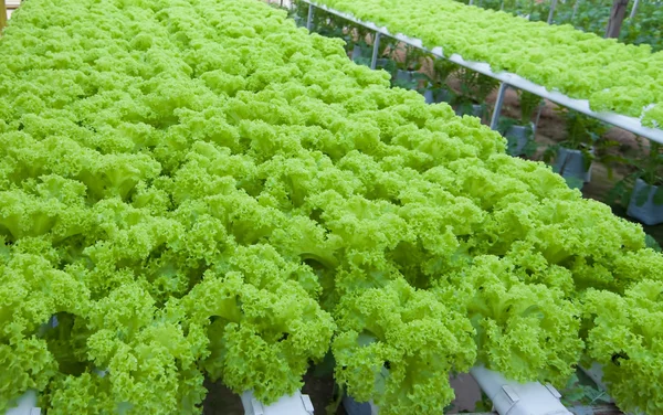 stock image Fresh lettuce