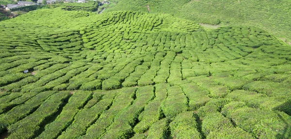 stock image Row of tea plantation in highland.