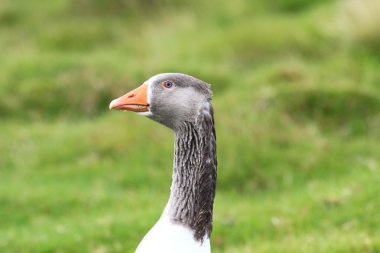 Färöische Gans