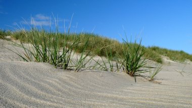 Dünen in Dänemark