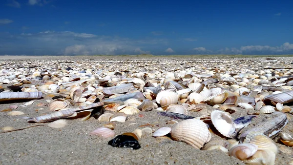 stock image Dünen in Dänemark