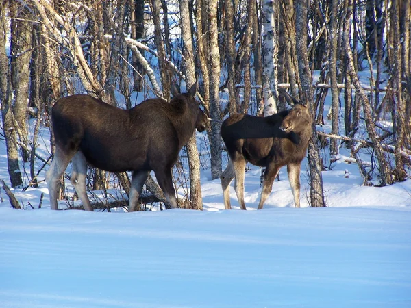 Elch Moose — Stock Photo, Image