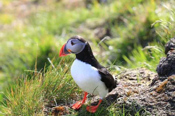 stock image Papageientaucher Puffin