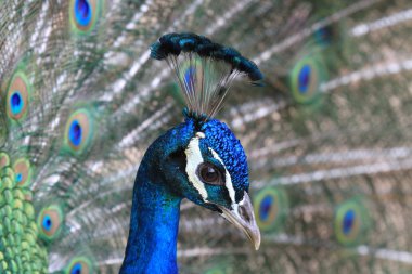 Leuchtender Pfau