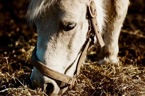 Pony comer caballo —  Fotos de Stock