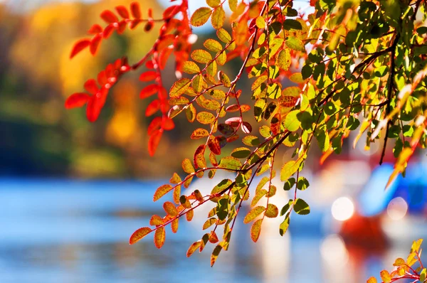 Leaves on tree with beautifuliy blurred background — Stock Photo, Image