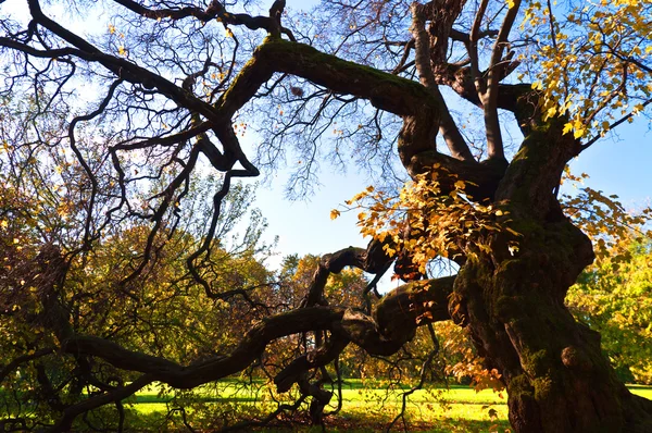 Grenig gammalt träd på hösten — Stockfoto