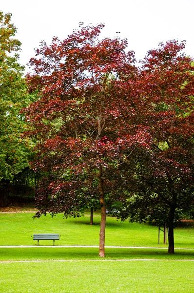 Park in the early autumn — Stock Photo, Image