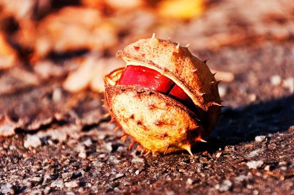 Single chestnut in the autumn forest — Stock Photo, Image