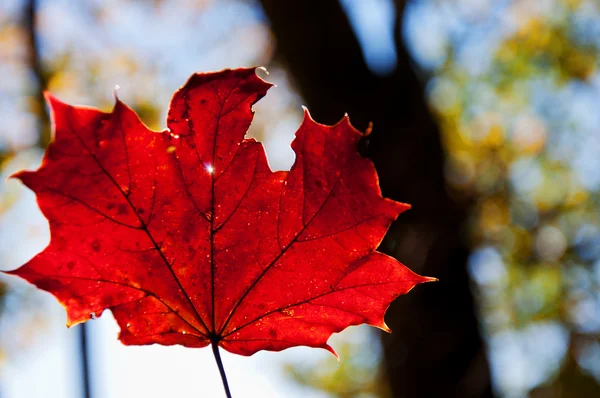 stock image Maple autumn leaf