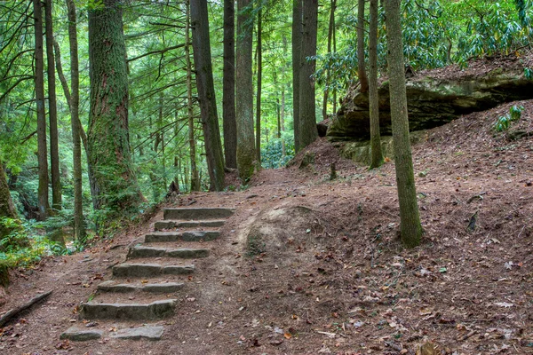 Старая каменная лестница в мистическом лесу — стоковое фото