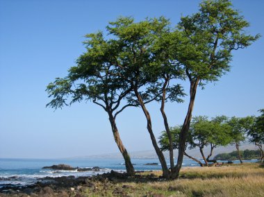 Ocean bay coastline with rocks and trees. clipart