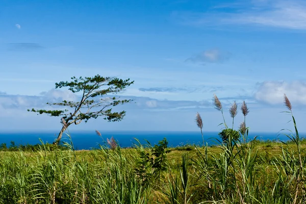 Klidný pohled modrého oceánu od zelené pobřeží. — Stock fotografie