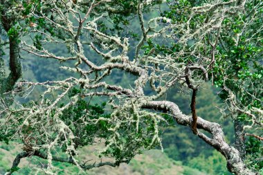 Mystical tree branch with moss. clipart