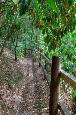 Fenced path in the woods clipart