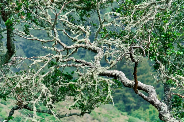 Мистическая ветвь дерева с мхом . — стоковое фото