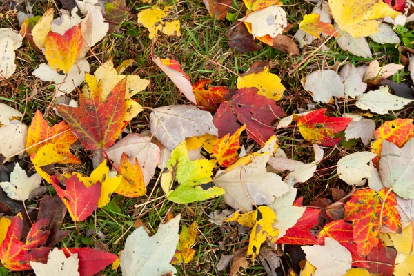 Herbstlaub auf dem Boden. — Stockfoto