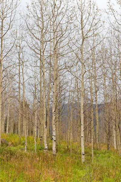 Autumn aspen forest — Stock Photo, Image