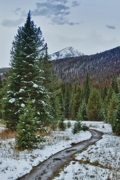 Första snön i skogen klippiga bergen. — Stockfoto