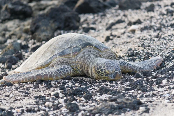 stock image Sea turtle on the rocky, black and white beach.