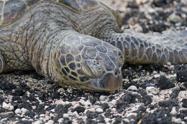 stock image Close-up of sea turtle on the rocky beach.