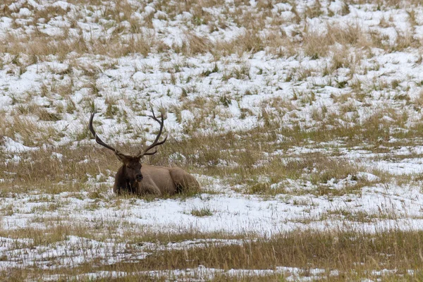 Rocky Mountain Elk resting on snowy field. — Stock Photo, Image